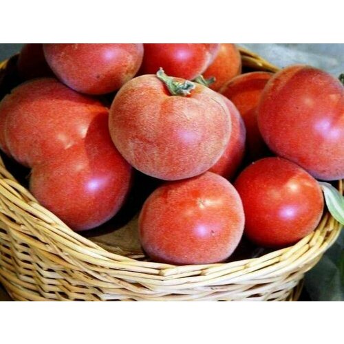 ���� ������������� ������ ������ �������� ������� ������ ������