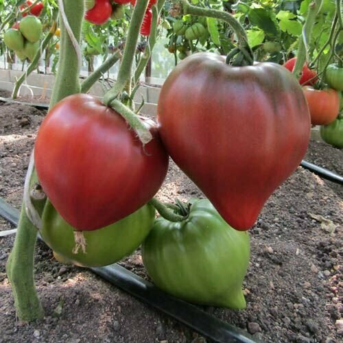 ���� ������������� ������ ������ ׸���� ������ � ������� �� ��������� ������ ������