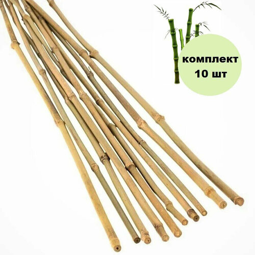 ���� �����-����� ���������� ��� �������� 