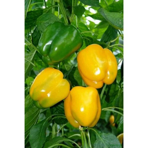 ���� ������������� ������ ����� �������� ������� ����� ������ ������