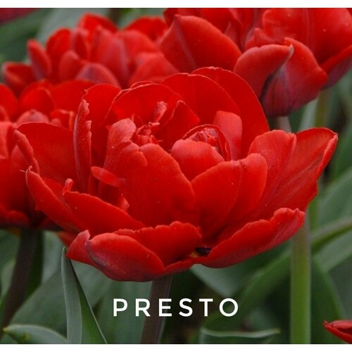    ,   PRESTO ( 8 )   -     , -, 