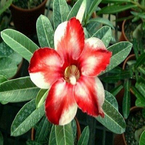  , Adenium Obesum Desert Rose Star of Silver Wings, ,    -     , -, 