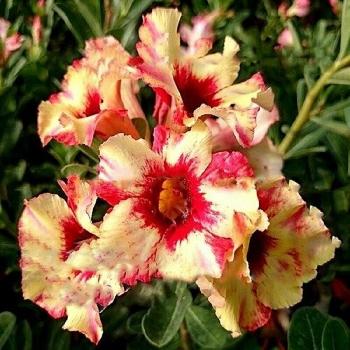  , Adenium Obesum Desert Rose MARY JANE, ,    -     , -, 