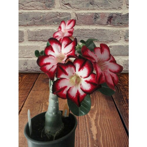 ���� ������� ��������, ������ ������ ������