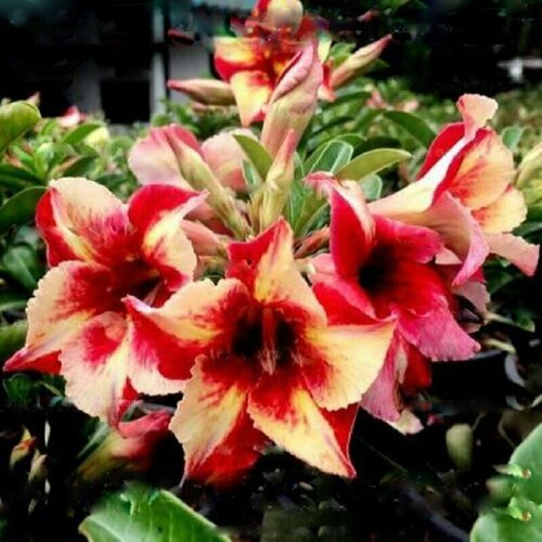 ���� �������, Adenium Obesum Desert Rose King fragrant star, ������ ��������� ������, ������ ������ ������