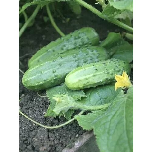 ���� ������ ����� F1, ������ ����� 1� ������ ������