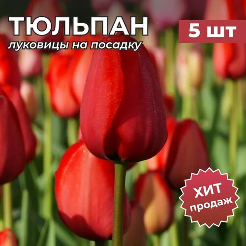 ���� �������� �������� �� ������� 