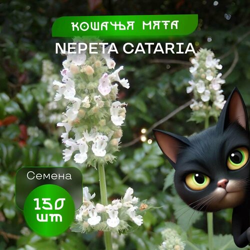 ���� ��������� ������� ����, 150 �����, ���� Nepeta ������ ������