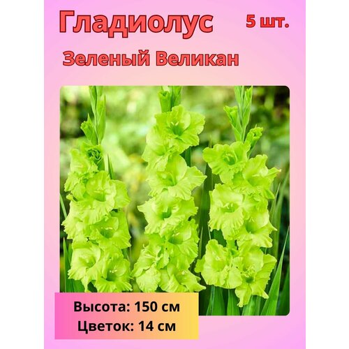 ���� ��������� ��������������� ������� �������, �������� ���������� ������ ������