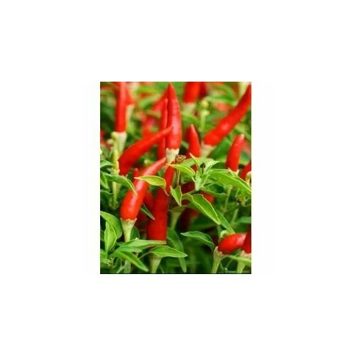     Piri-Piri, 5  +    -     , -, 