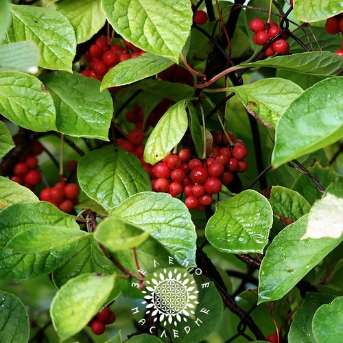     -   -  (. Schisandra chinensis) 20   -     , -, 