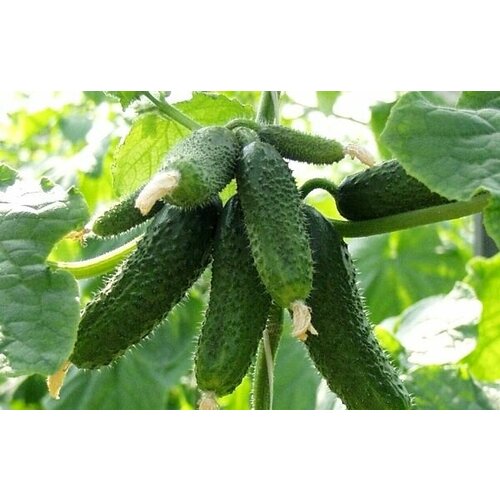 ���� ������������� ������ ������ ���� F1 ������ ������