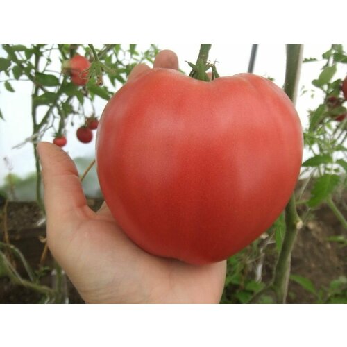 ���� ������������� ������ ������ ����������� ������� ������ ������