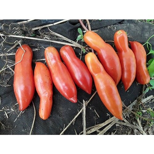 ���� ������������� ������ ������ ����������� ����� ������ ������