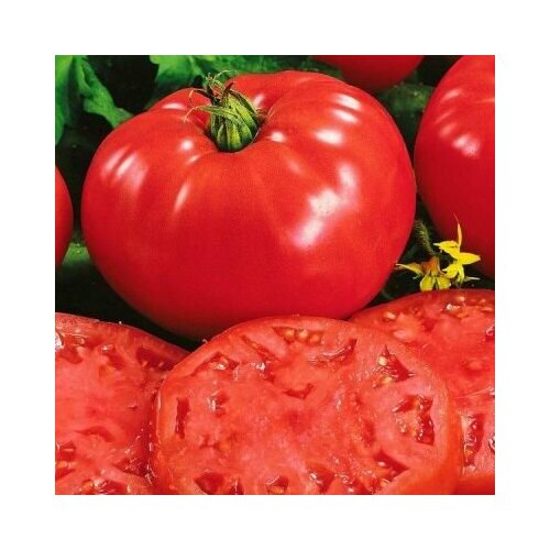 ���� ������������� ������ ������ ������� ���� ������ ������