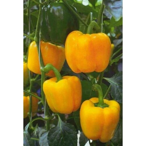 ���� ������������� ������ ����� �������� ��������� F1 ������ ������