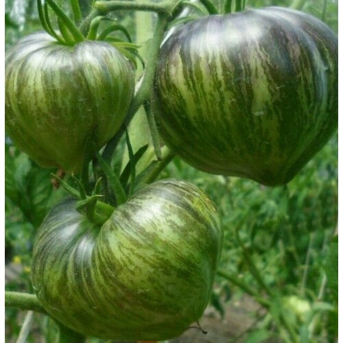 ���� ������������� ������ ������ �������� ������� ����������� VT 16 ������ ������