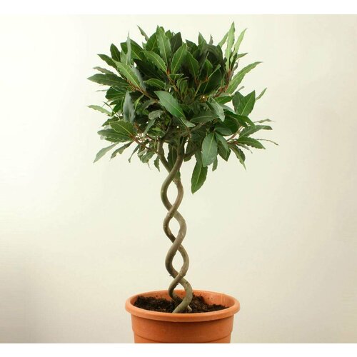 ���� ������ ���� 2024 ������ ���� ����������� 5 ����/ Laurus nobilis (�������� ������), ������������ ��������� ����������� ������ ������