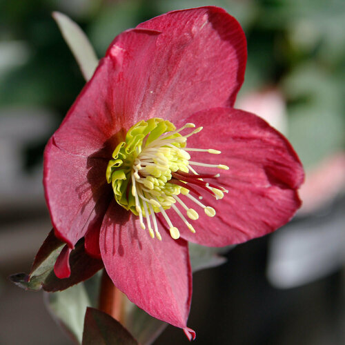    (. Helleborus purpurascens)  10   -     , -, 