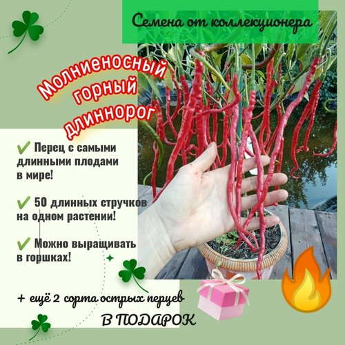 ���� ������ ����� 