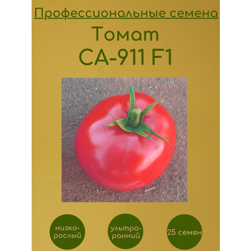    911 F1 25    -     , -, 