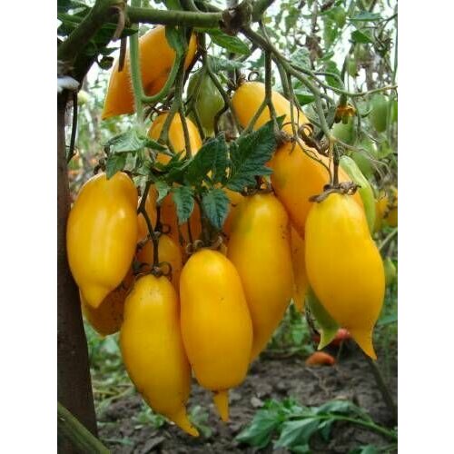 ���� ������������� ������ ������ ������� ��������� ������ ������