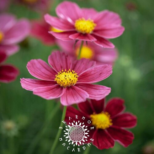    -  (. Cosmos bipinnatus) 30   Green Legacy   -     , -, 