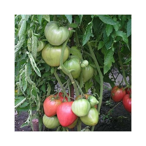 ���� ������������� ������ ������ ����������� ������ ������