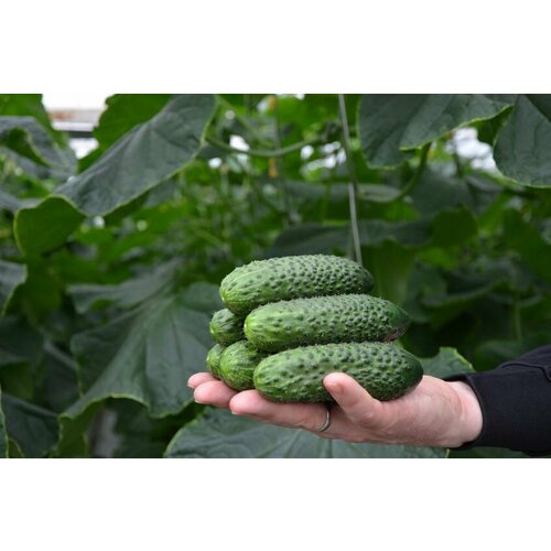 ���� ������ ������ �� 4097 �� F1 25 ��, Seminis ������ ������