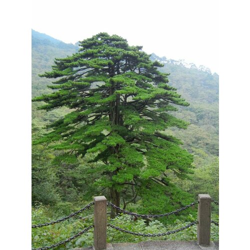     (Pinus hwangshanensis), 10    -     , -, 