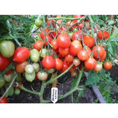 ���� ������������� ������ ������ �������� ������ ������ ������