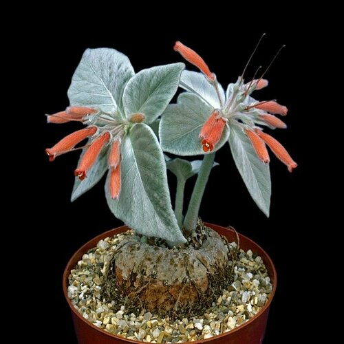 ���� ��������� ����������, Sinningia Leucotricha, �����������, ������ ������ ������