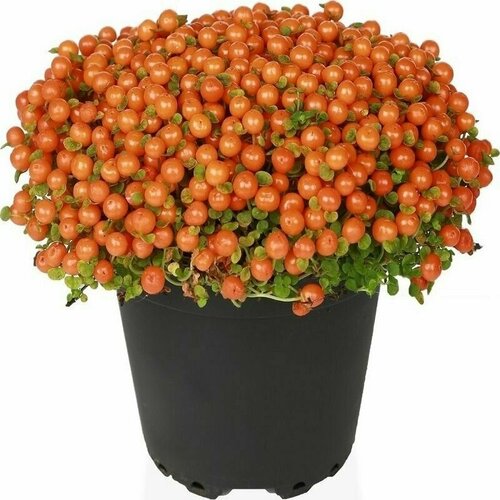 ���� �������, ������ ������ ������