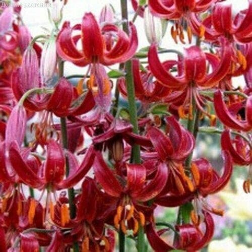 ���� ����� ������ ����� (� ������) (1 �������� � ������ p9). Holland Bulbs (���������) ������ ������