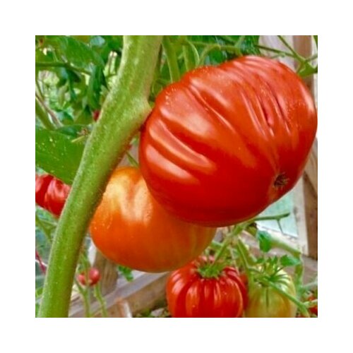 ���� ������������� ������ ������ ��� ������ ������