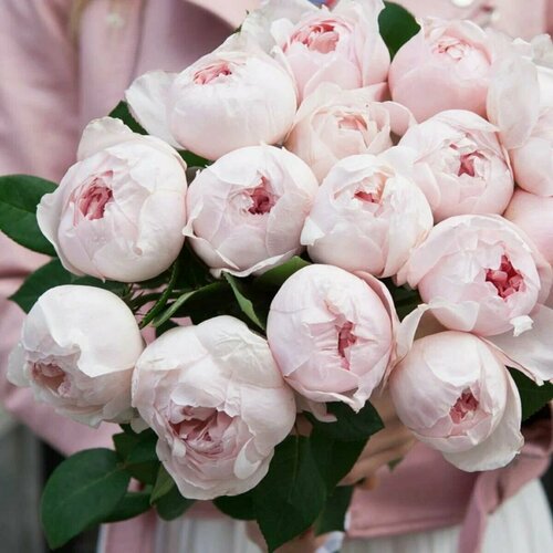 ���� ���� ���������� ����� ���� (Peony Pink) / 2 ��, ����������� ���� ������ ������