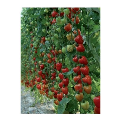 ���� ������������� ������ ������ ��������� ������ ������