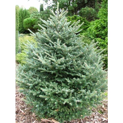     15. (Abies fraseri)   -     , -, 