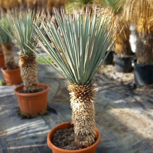     5. (Yucca rigida)   -     , -, 