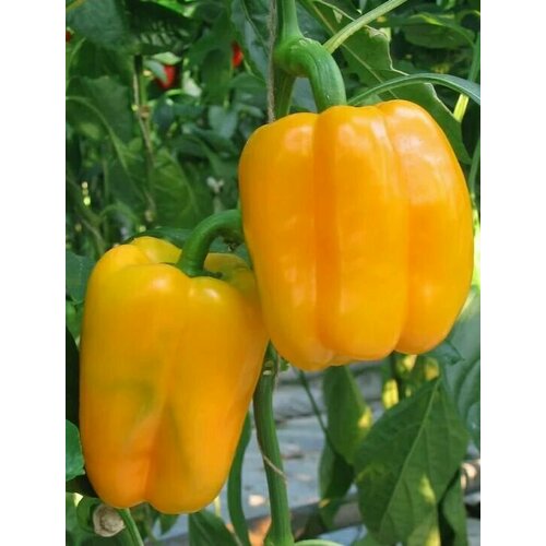 ���� ������������� ������ ����� �������� F1 ��������� ������ ������