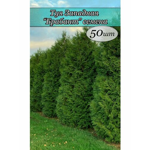 ���� ��� �������� ������� ������ 50 �� ������ ������