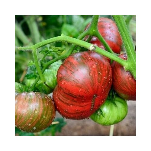 ���� ������������� ������ ������ ���� ������� ������ ������