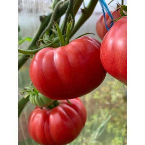 ���� ������������� ������ ������ ��������� ������� ������ ������