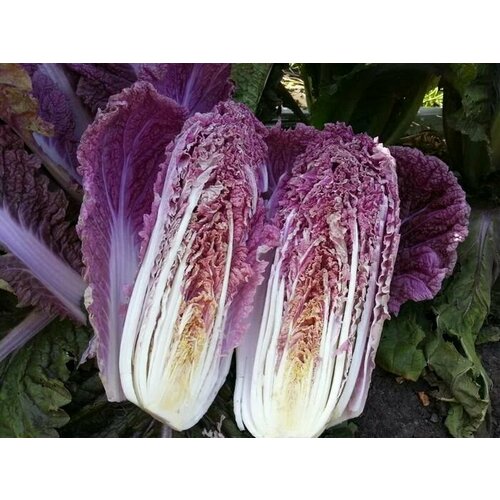 ���� ������������� ������ ������� ��������� ��������� ����� F1 ������ ������