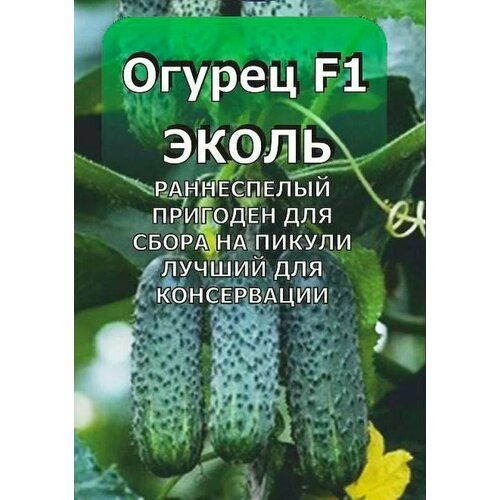 ���� ������������� ������ ������ ����� F1 ������ ������