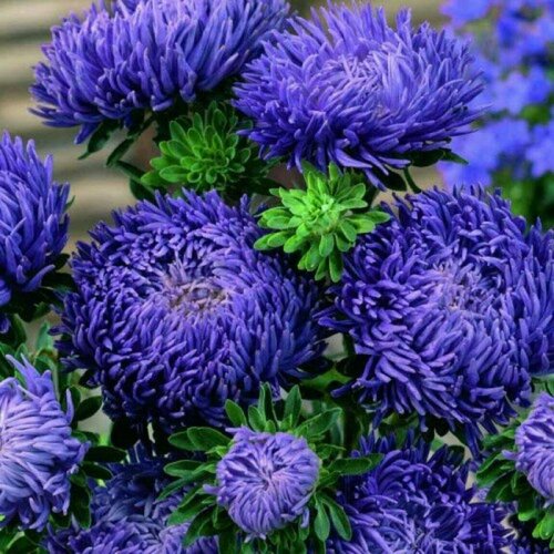 ���� ����� ������ �����-�����, ����� ������� ������ ����������, �������� �� ���������� ������������� �����, 30 ����� ������ ������