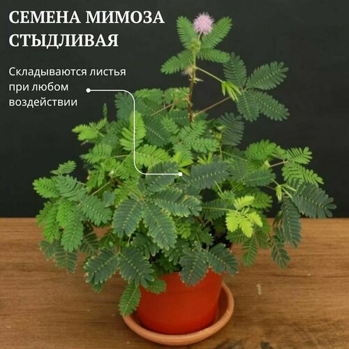 ���� ������ ������ ��������� (Mimosa pudica) 5 ��. ��������� ������ ������ ������