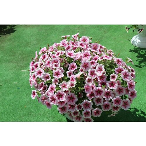 ���� ������� ���� �������������� F1 ��������� ���� ���, ����� ������������� ������ ��������-���������� ����, ������ � ����� �� ������� �����, 5 ����� ������ ������