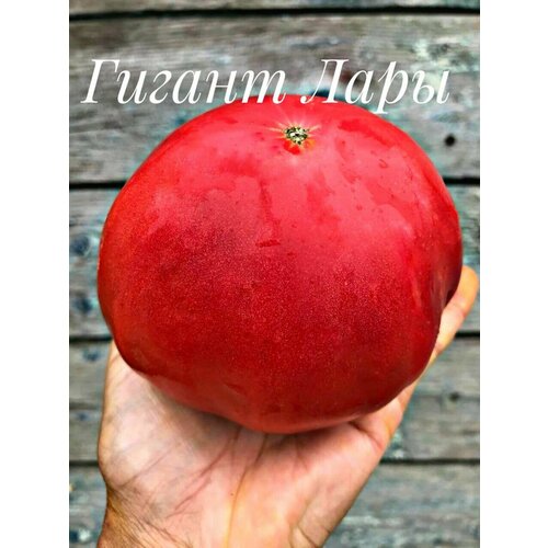 ���� ������������� ������ ������ ������ ���� ������ ������