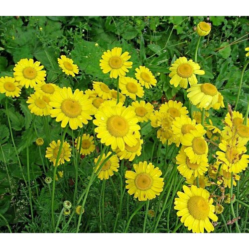 ���� ������� ����������� ��������� (�������), ����������� � ������ ���������� � ��������� ���������� �������� ��� �����, �������� � �����������, 180 �� ����� ������ ������